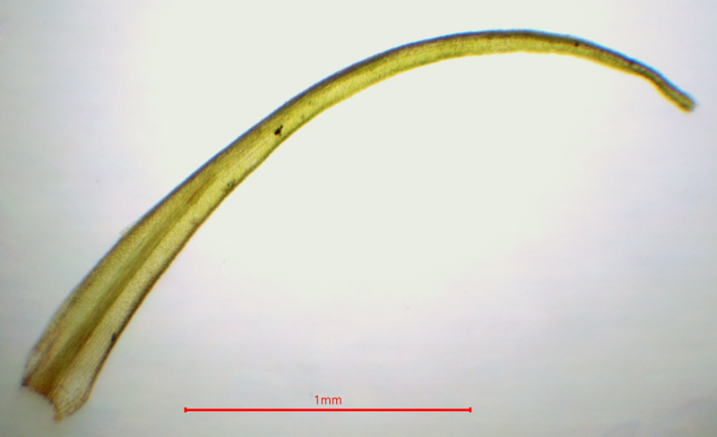 Dicranum montanum